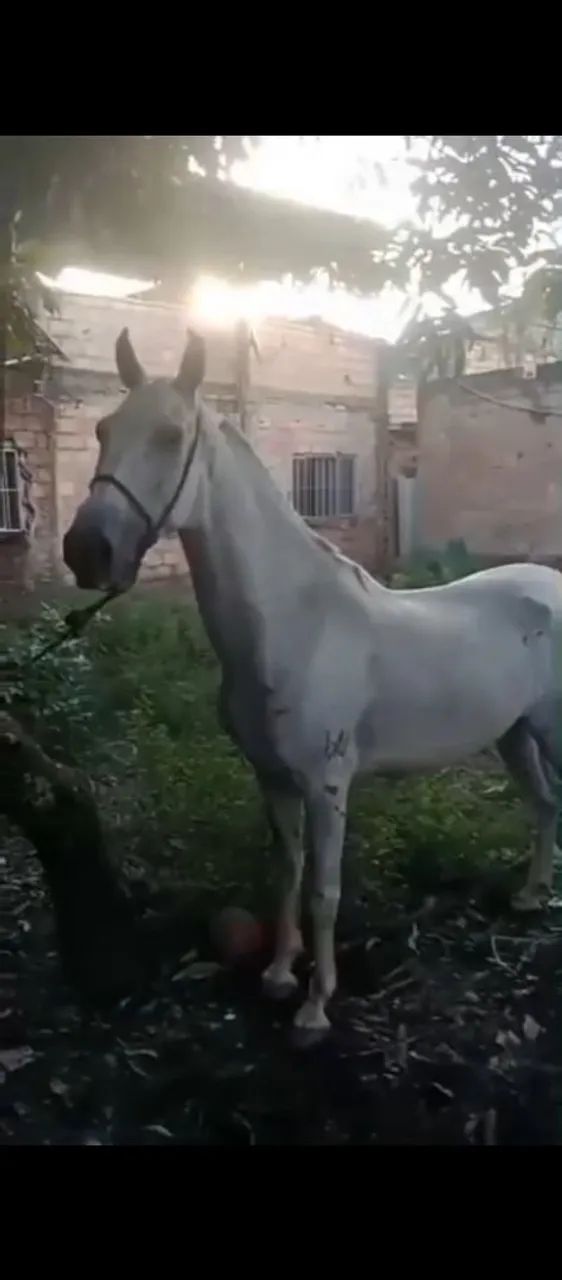 Cavalo castrado 