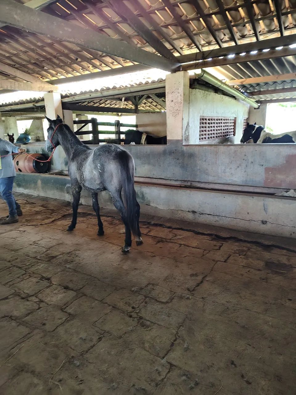 Potro QM - Foto 3