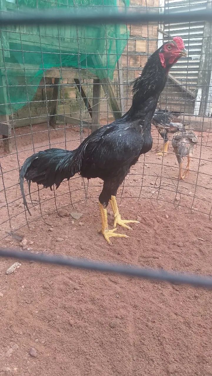 Frango Moura 
