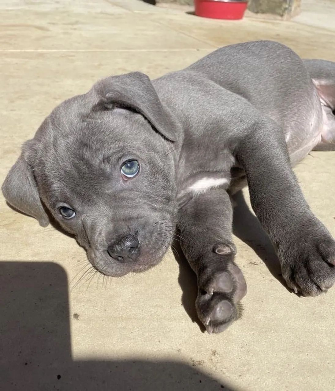 Cachorro pitbull - Foto 3