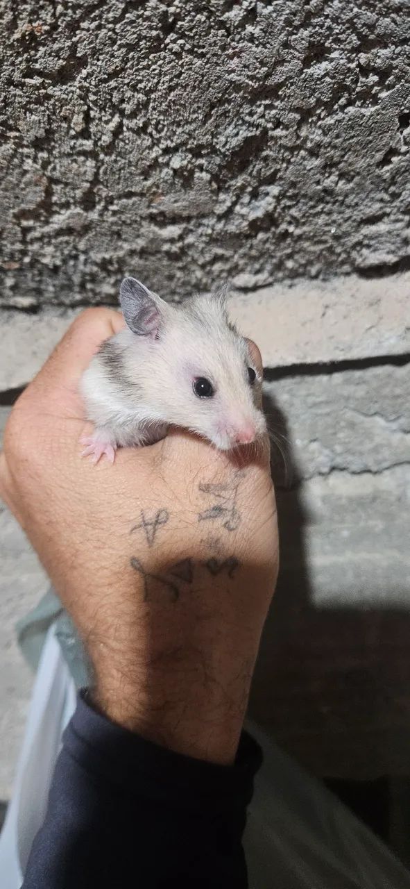 Hamster sírios disponíveis! - Foto 3