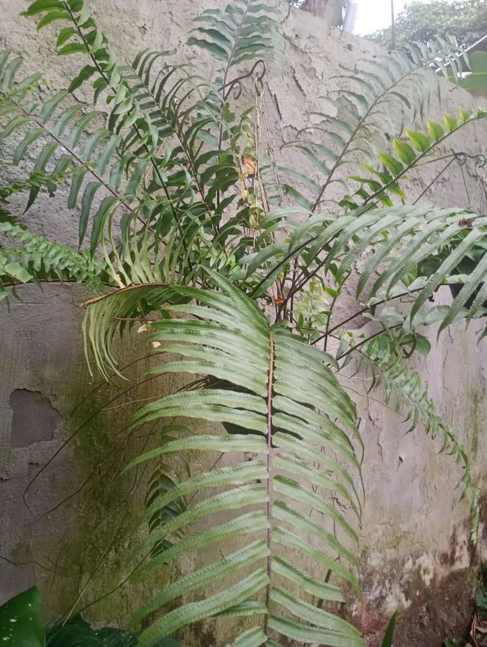 Vendo plantas  - Foto 2