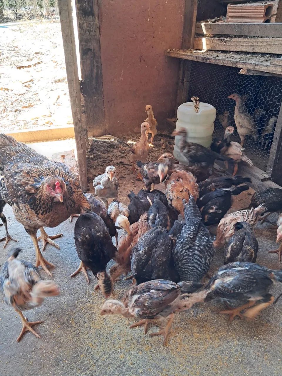 Frango caipira legítimo  - Foto 2