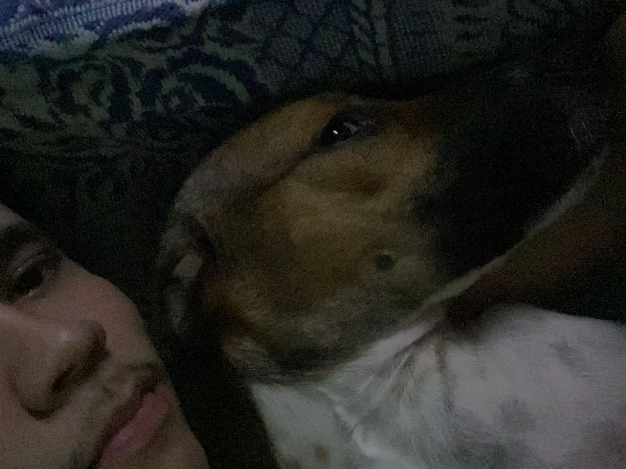 Cães  - Foto 2