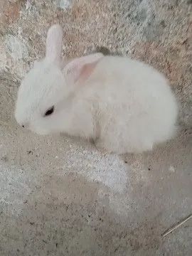 Coelhinho raça pequena  - Foto 3