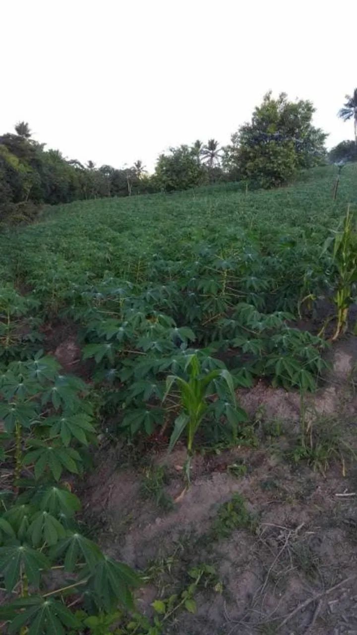 Granja no Conde - Foto 2