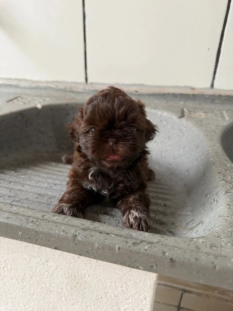 vendo shitzu chocolate mini macho  - Foto 3