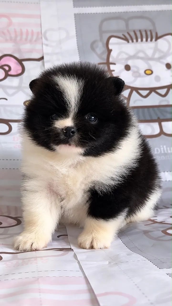 Spitz alemão 