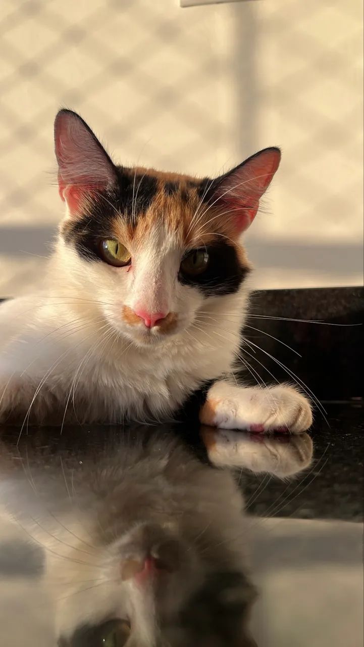 doa-se gata ( doação)