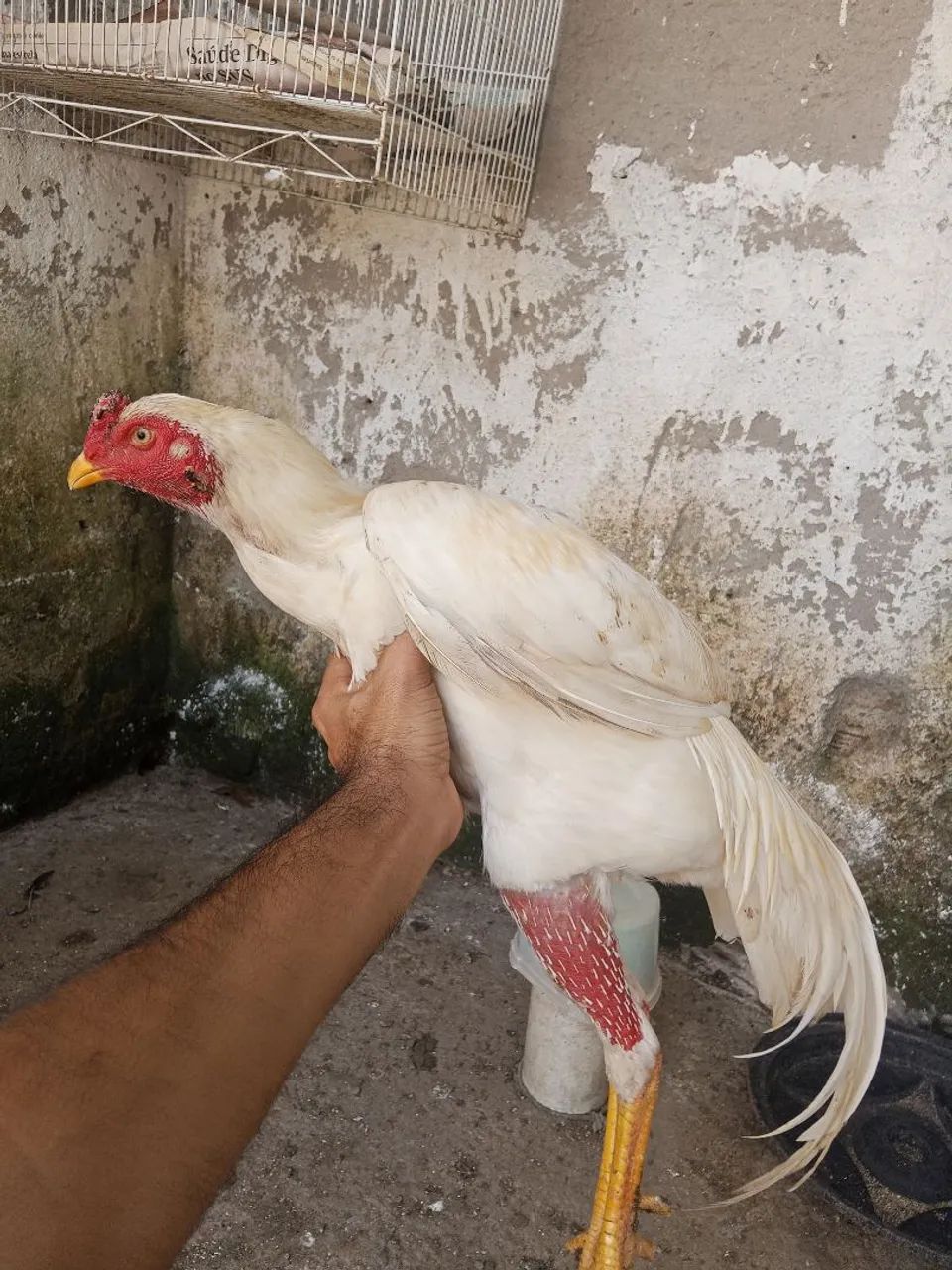 Frango e pintotes indianos 