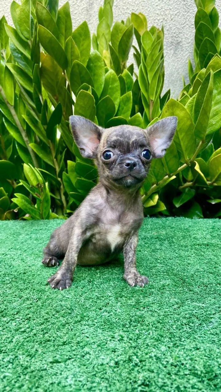 Chihuahua Macho 