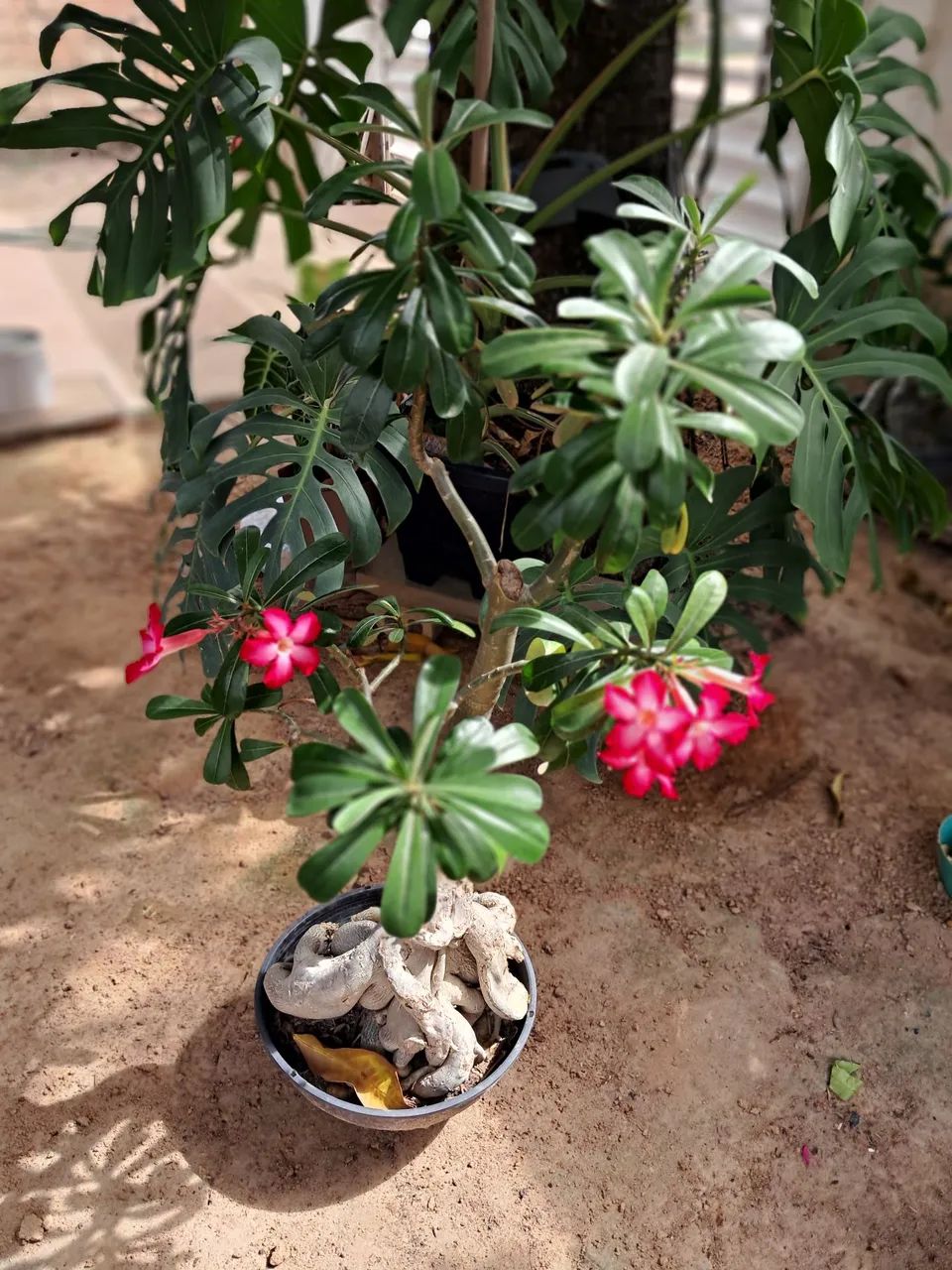 Planta  - Foto 2