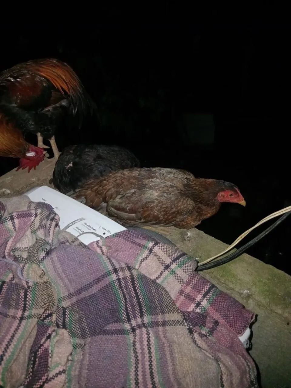 Galinha de raça  - Foto 2