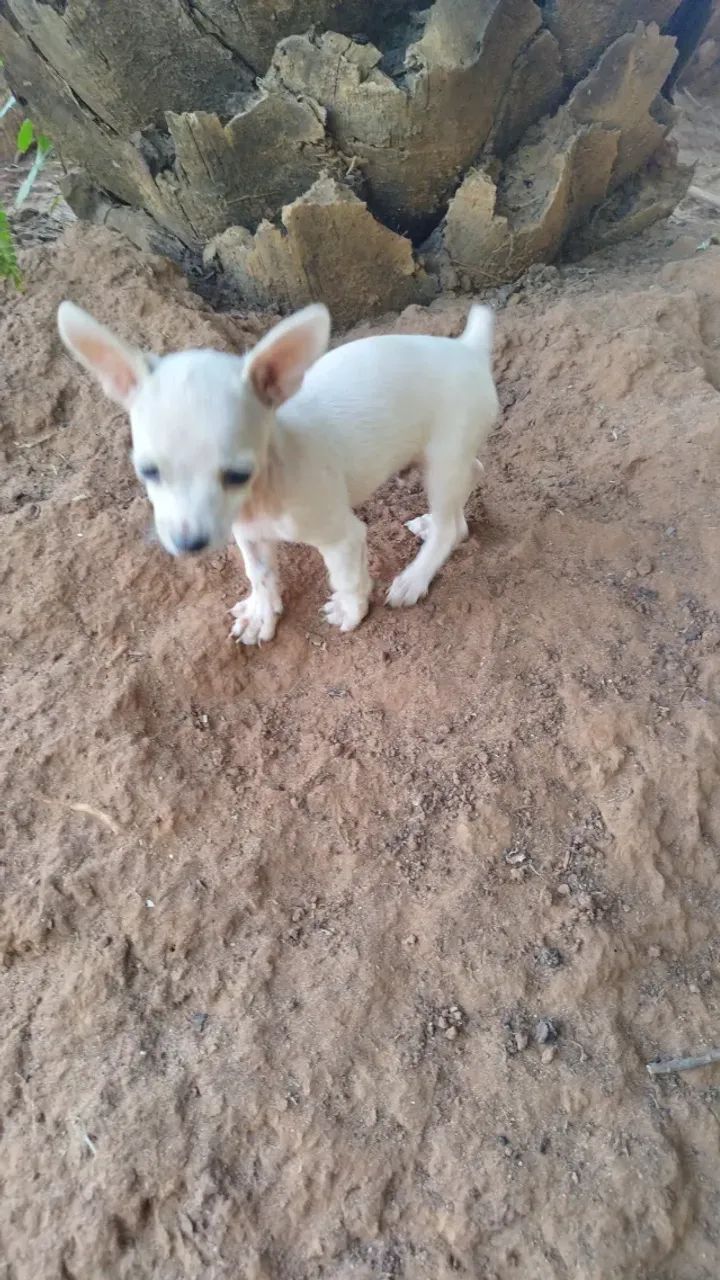 Animais pinscher zerinho - Foto 3