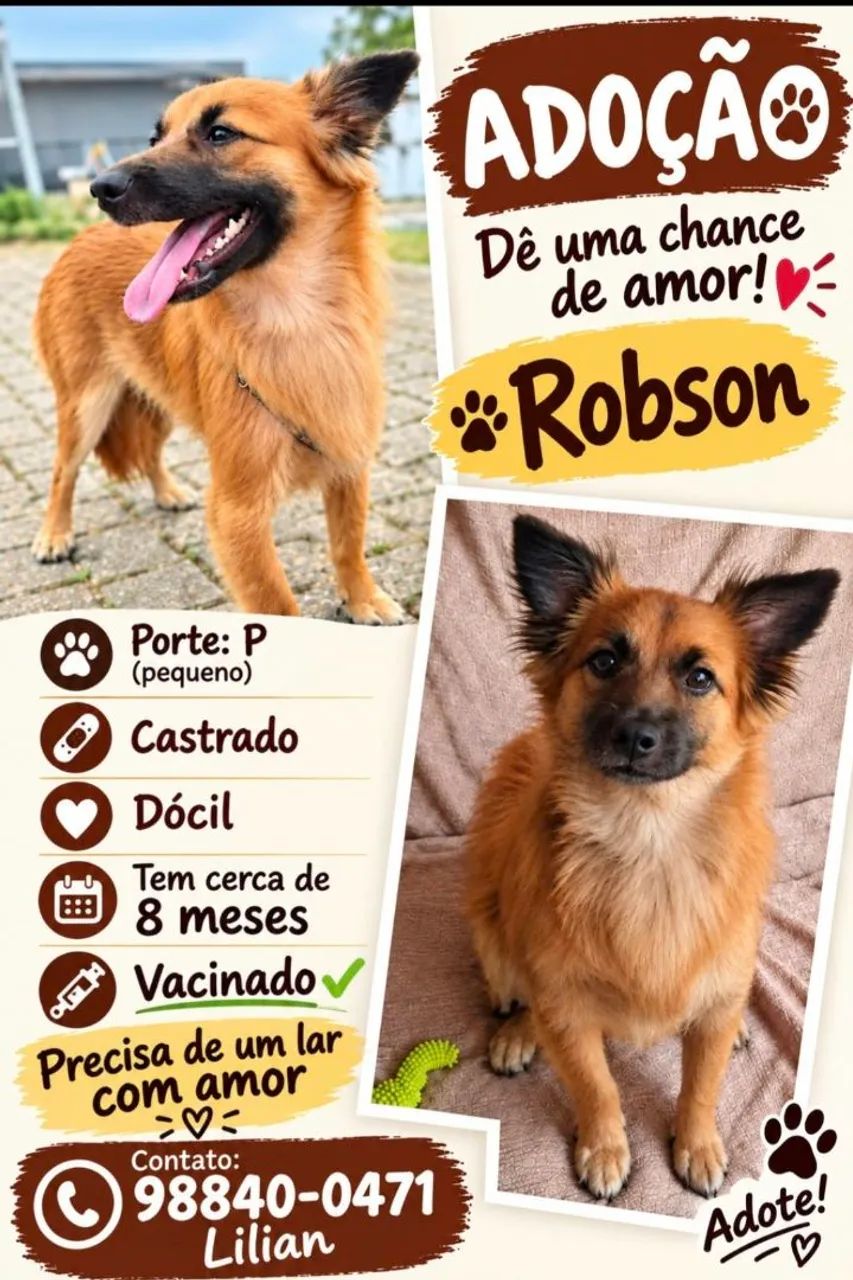Cachorro para adoção responsável 