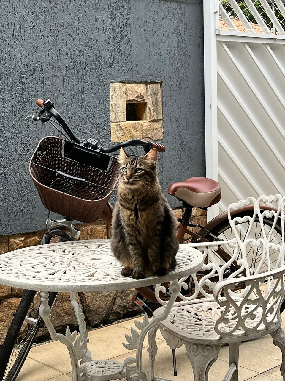 Gata para adoção 