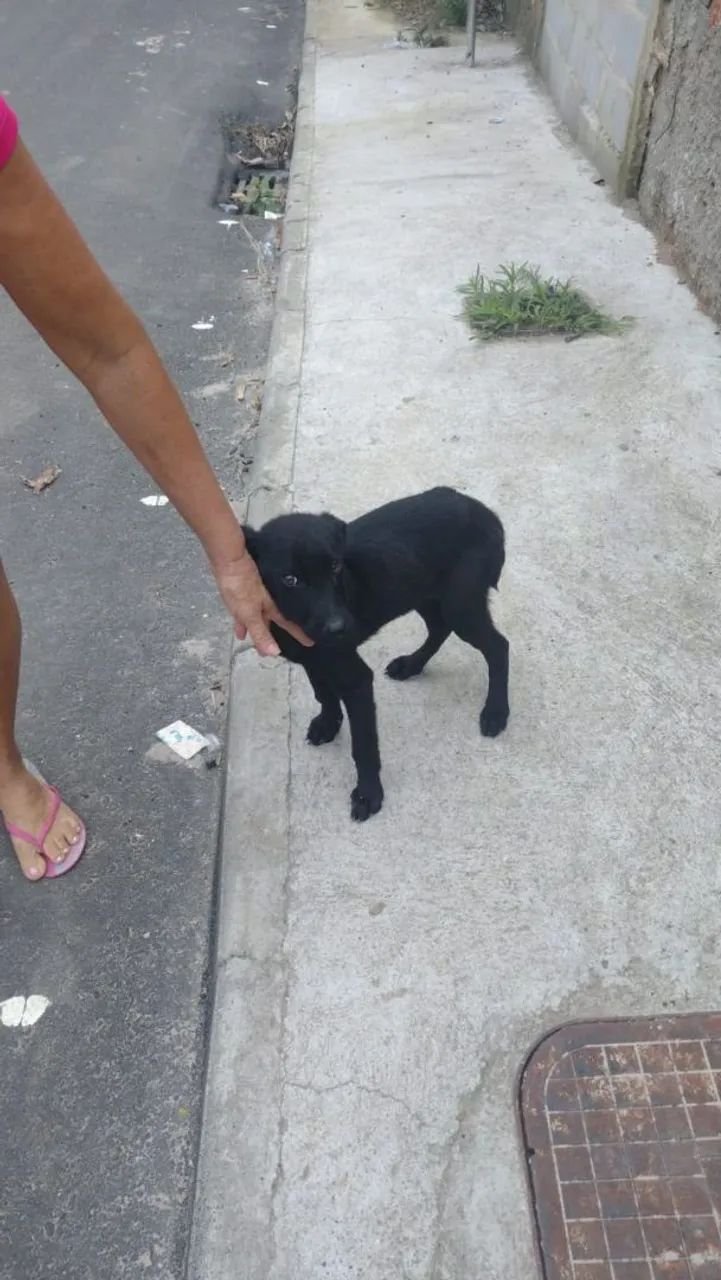Cães para adoção  - Foto 3