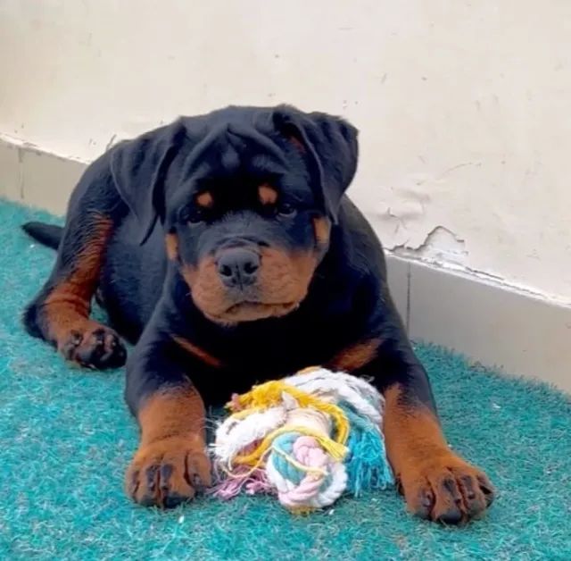 MACHOS E FÊMEAS DISPONÍVEIS - ROTTWEILER - Foto 3