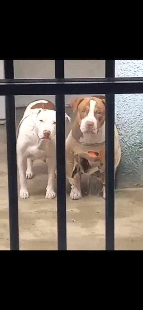 Pitbul filhote - Foto 3