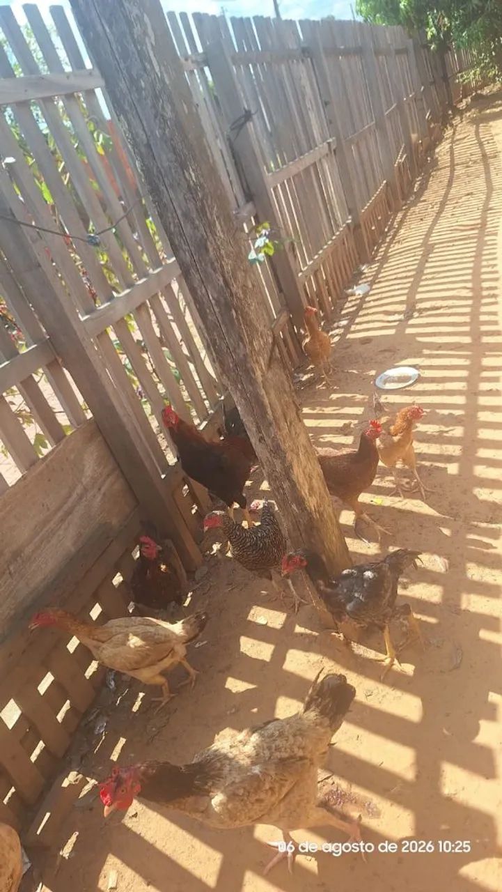 Vende -se galinha caipira 