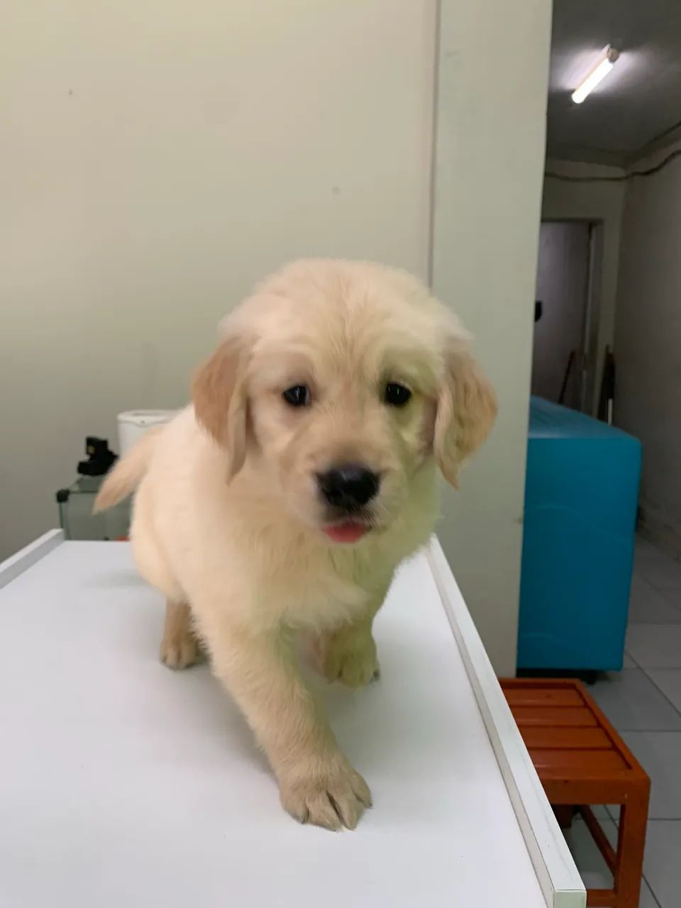 Golden Retriever 2 meses  - Foto 4