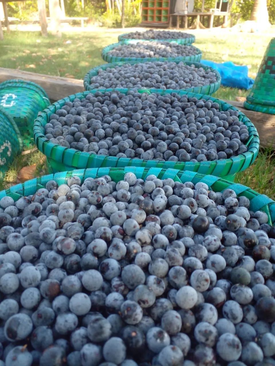 Açaí o fruto - Foto 4