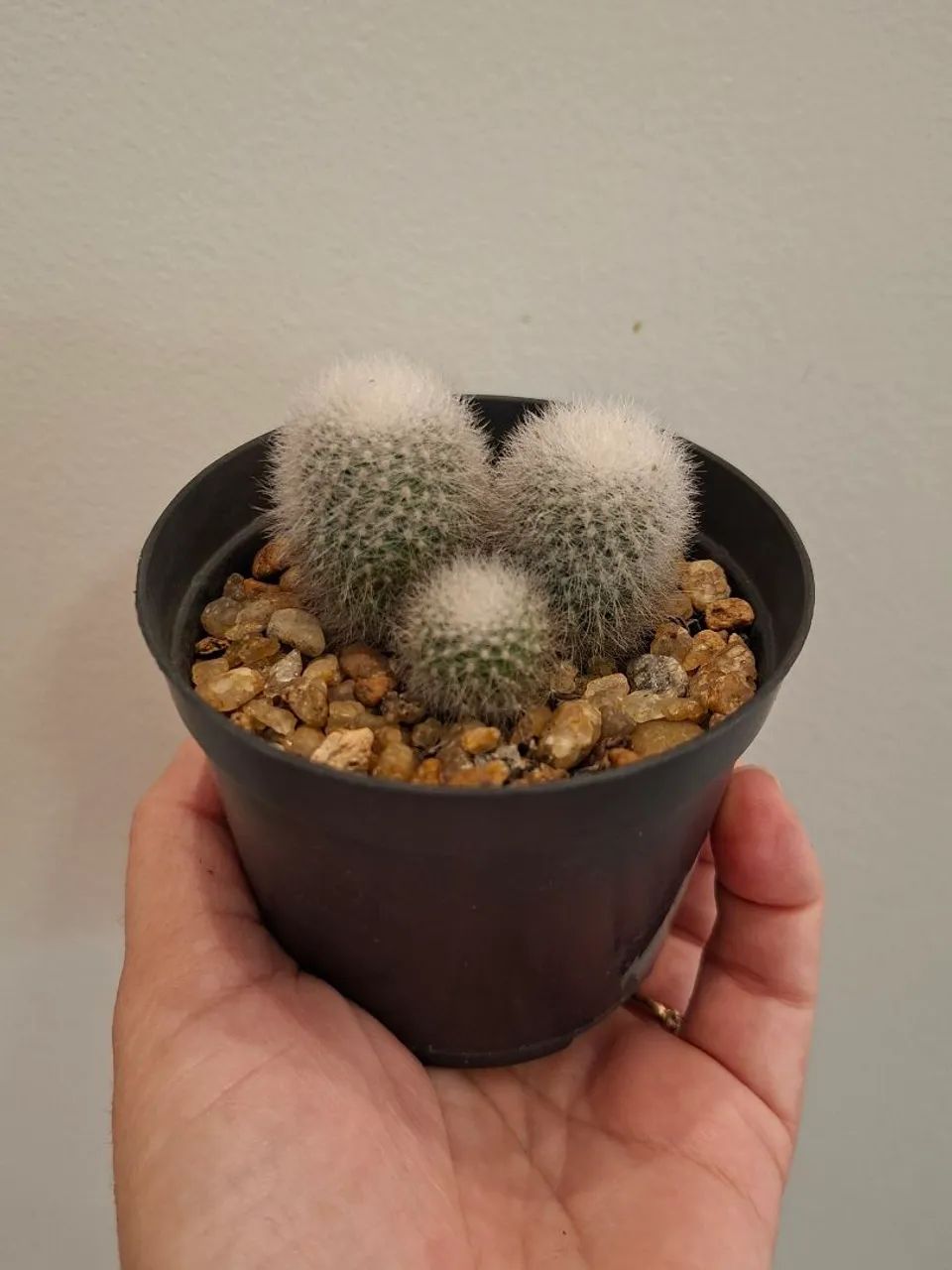Kit de cactos 1 - Foto 3