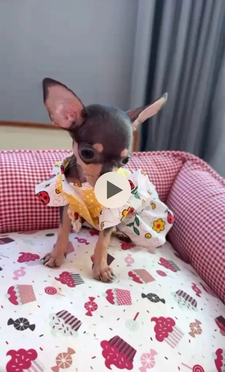 Pinscher zero  zero zero 