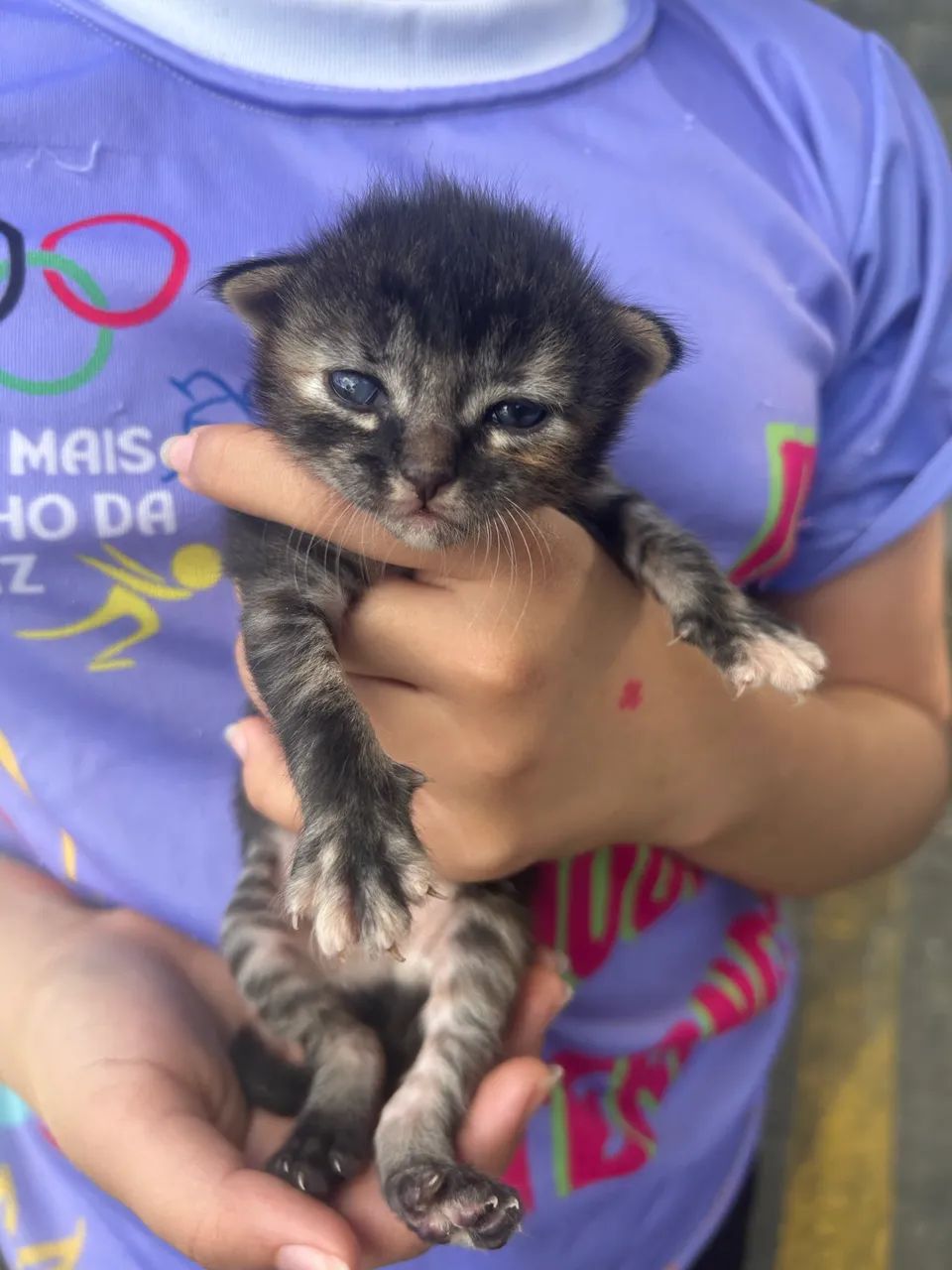 Doação de gatinhos 