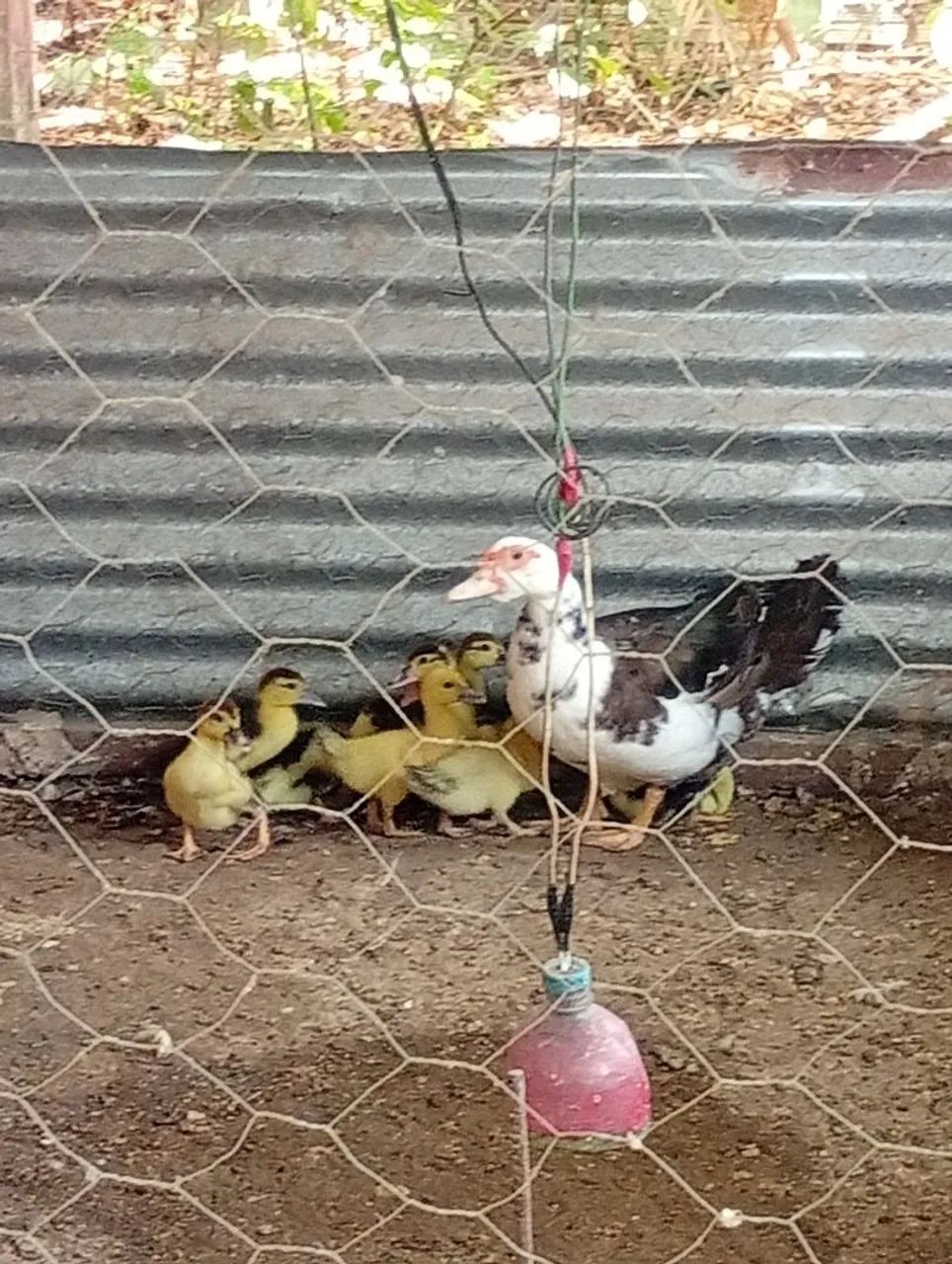 Animais Agro  - Foto 4