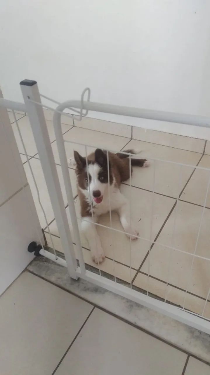 Filhote de Border Collie Puro - Foto 2