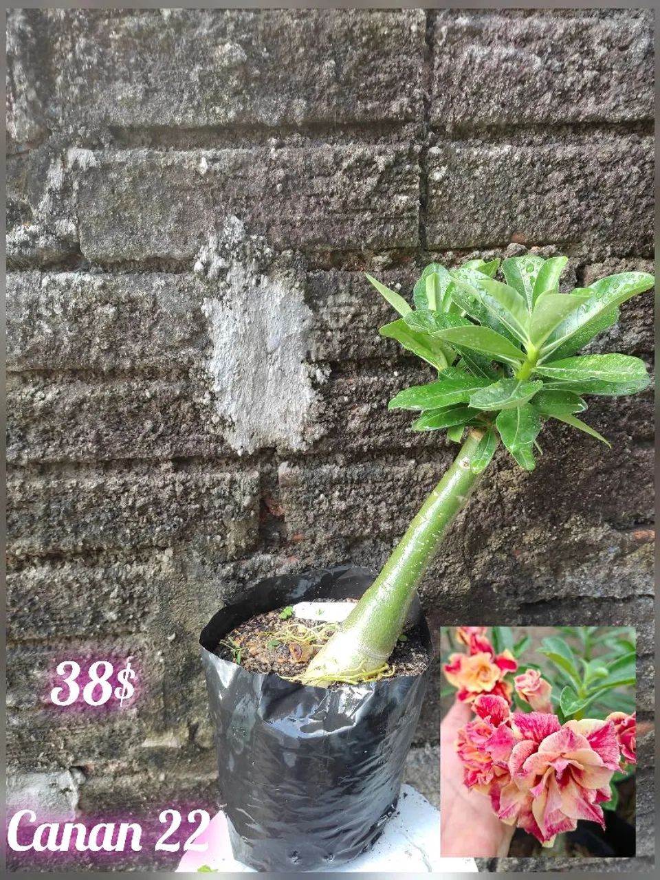 Rosa do deserto Canan 22