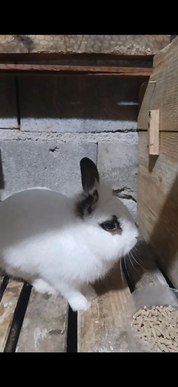 Vendo coelho - Foto 2