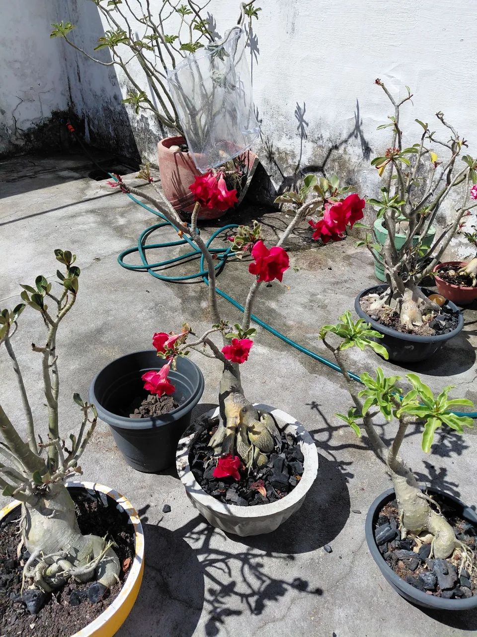 Rosas do deserto! - Foto 4