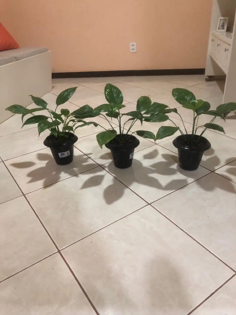 Plantas