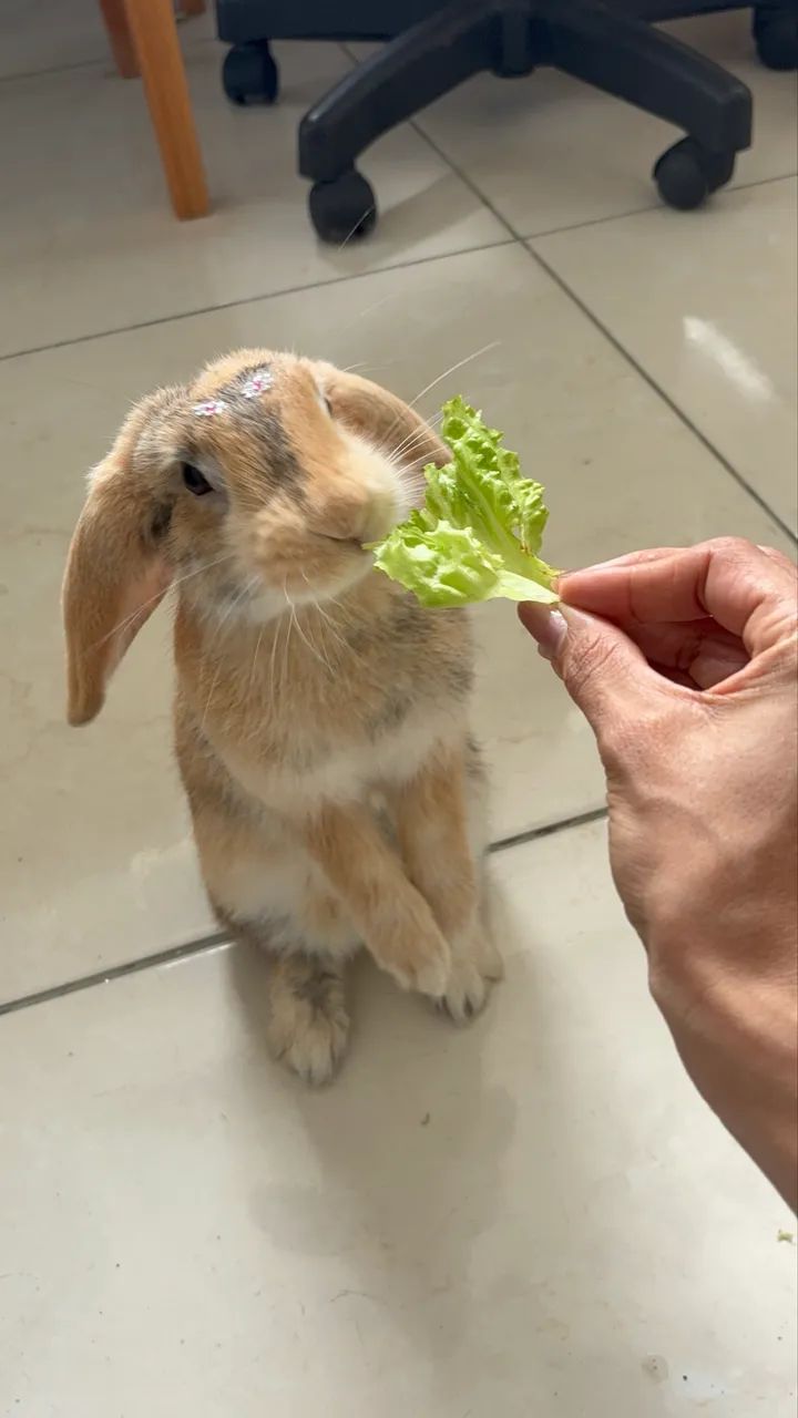 Coelha mini lop  - Foto 3