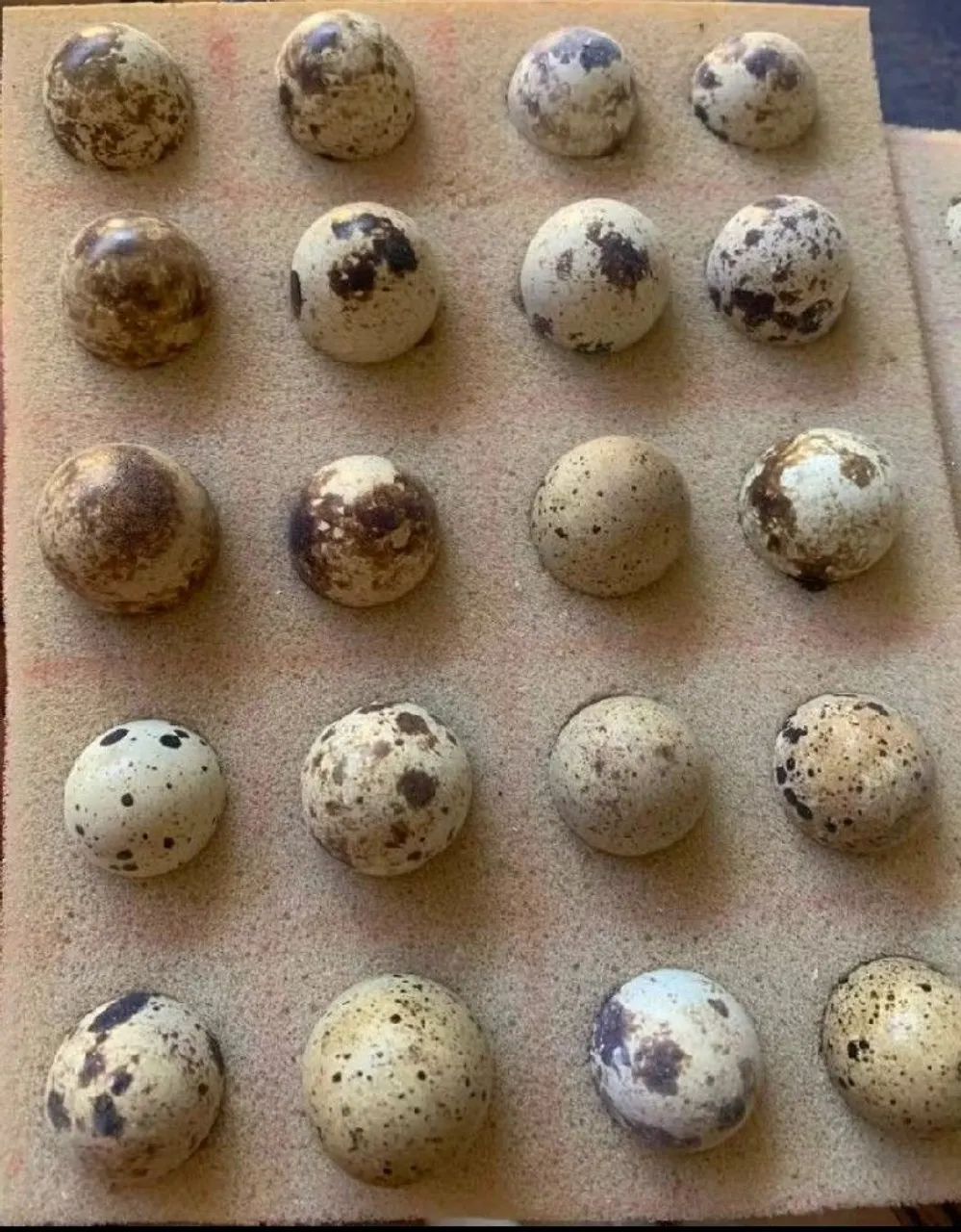 Codorna ovos férteis  - Foto 4