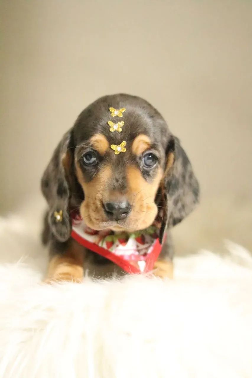 Dachsund PARCELAMOS  - Foto 3