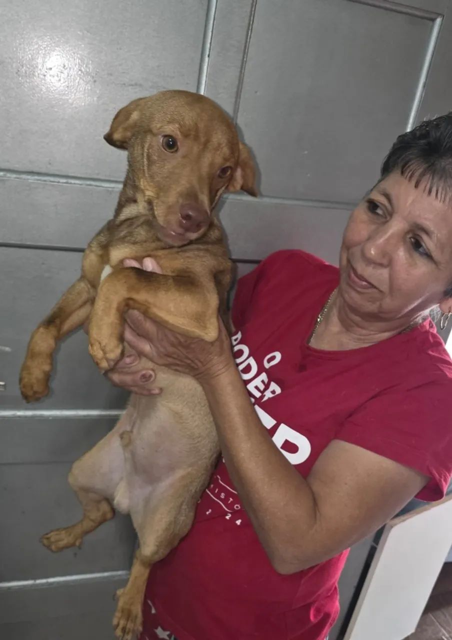 adoção de filhote macho 