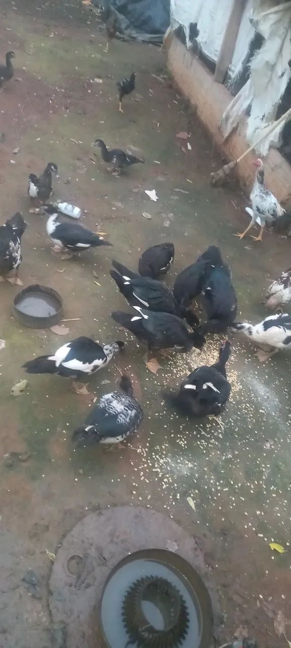 Patos todos os tamanhos  - Foto 3
