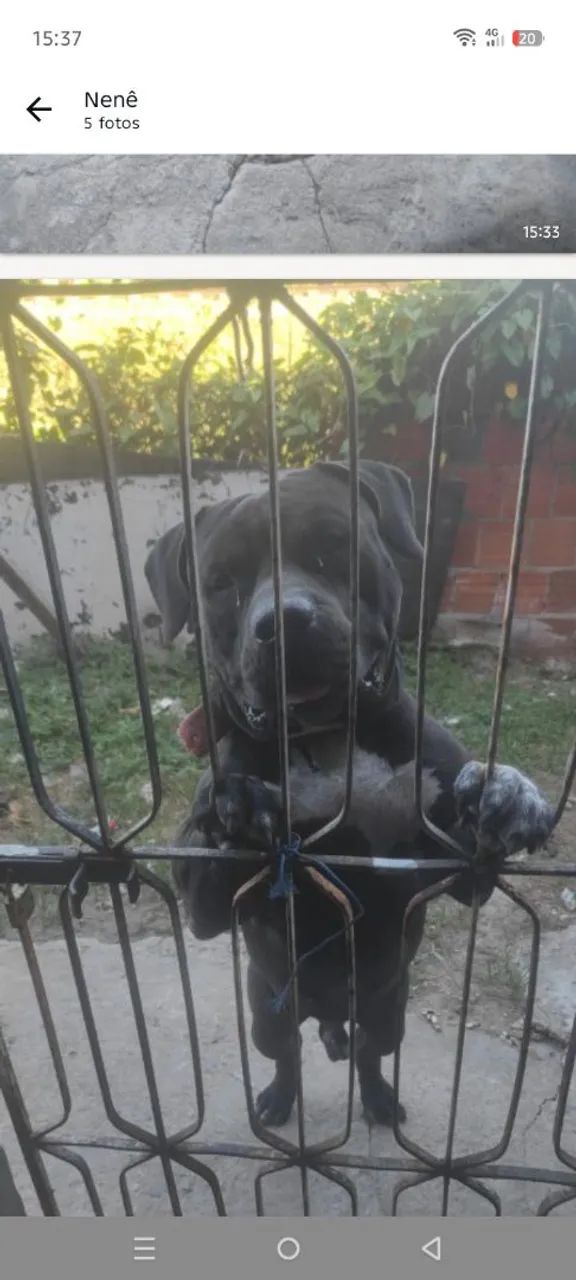 Filhotes de Pitbull  - Foto 3