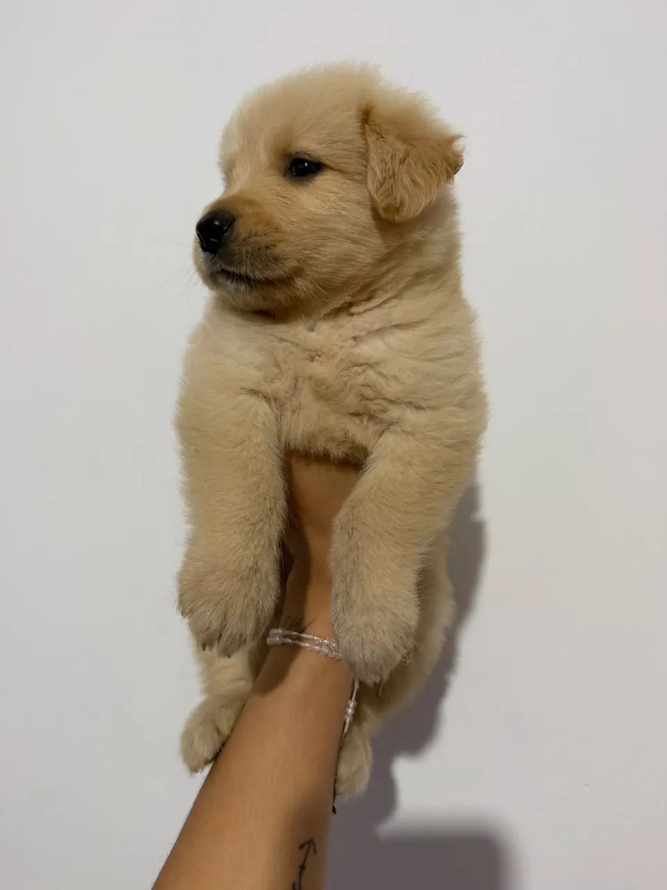 Filhote de Golden Retriever  - Foto 3