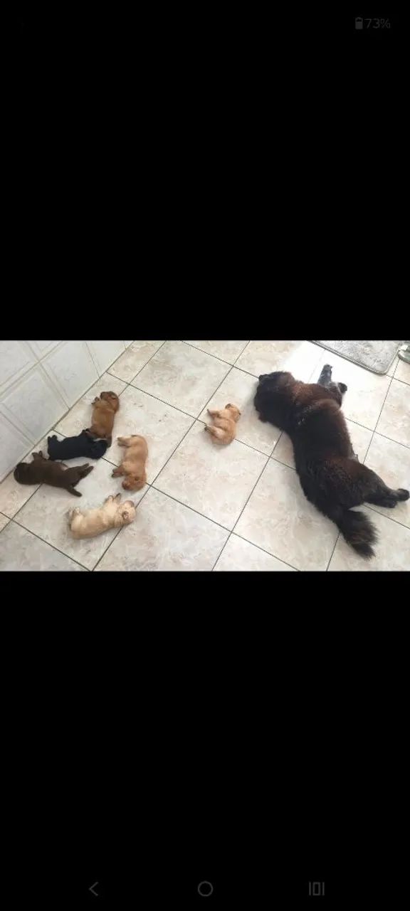 Filhotes de Chow Chow - Foto 4
