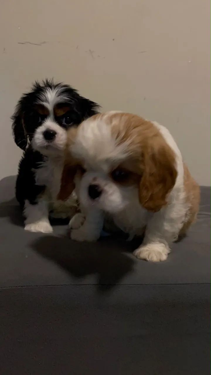 Cavalier filhotes a pronta entrega  - Foto 2