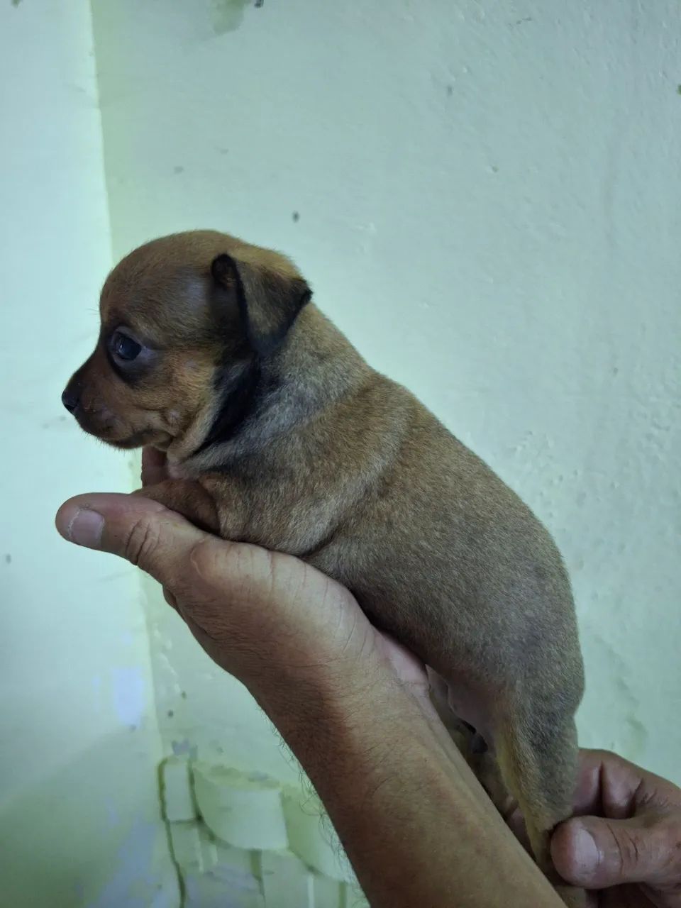Pincher 1 - Foto 4