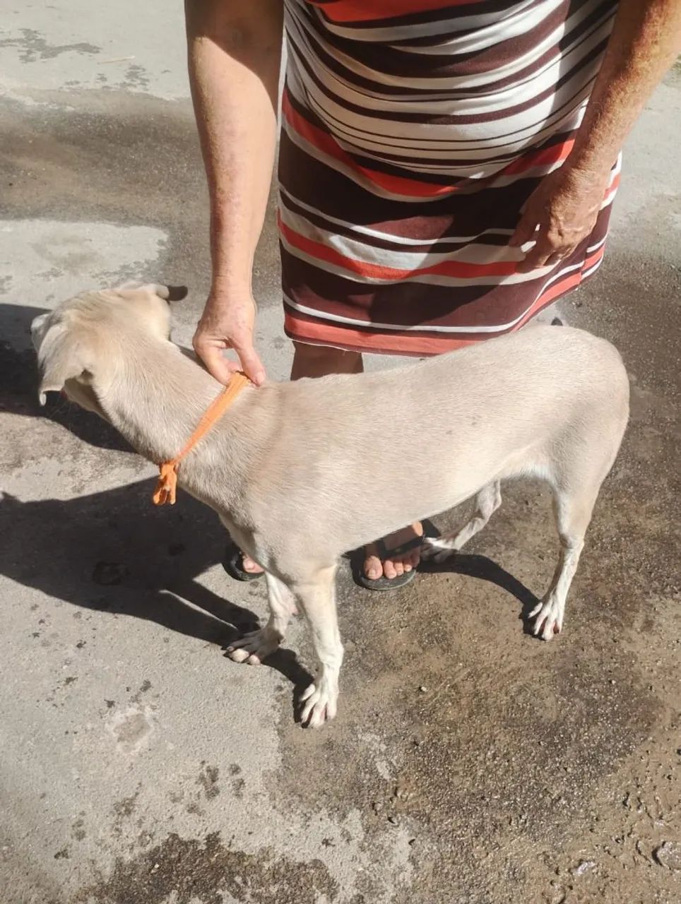 Cachorra viralata  - Foto 5