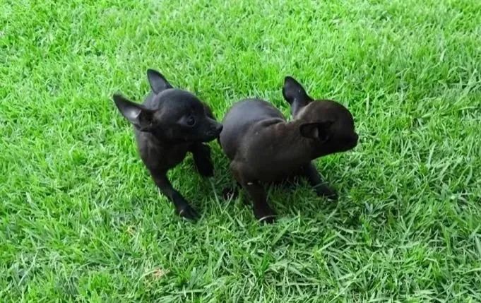 pinscher x fox lindos e pequenos  - Foto 2