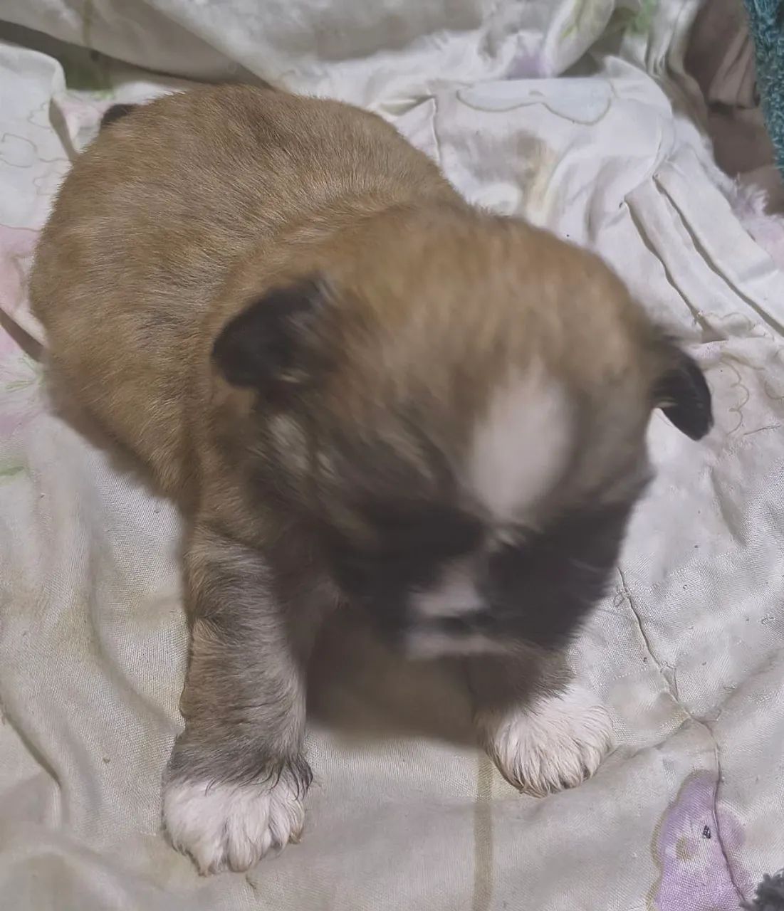 Shitzu macho com 1 meses e meio, lindo e muito esperto  - Foto 3