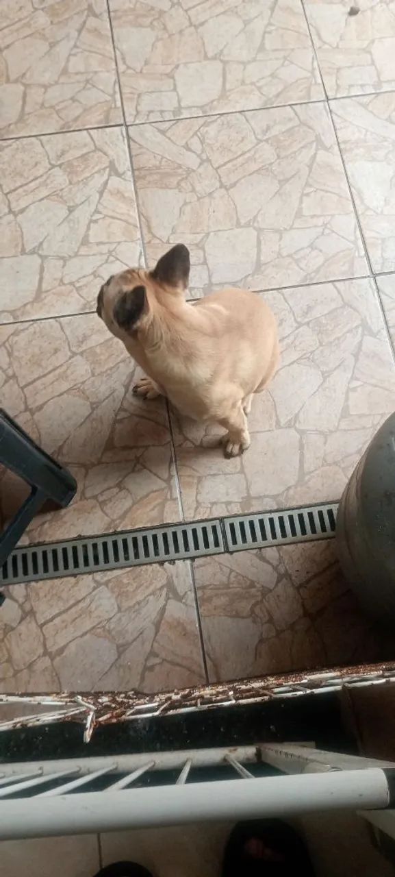 Cachorro  - Foto 4