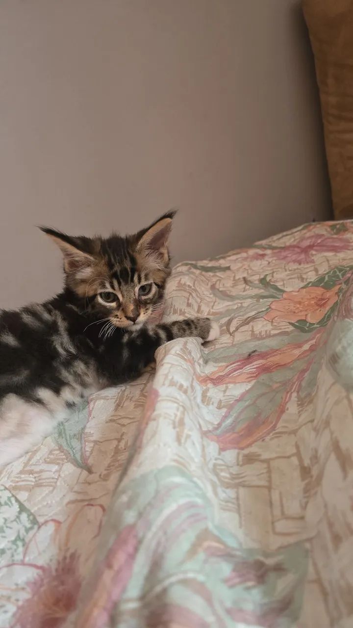 Gato Maine Coon - Foto 3